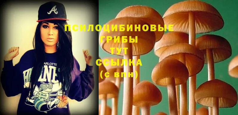 купить наркотики цена  Данков  Галлюциногенные грибы Cubensis 